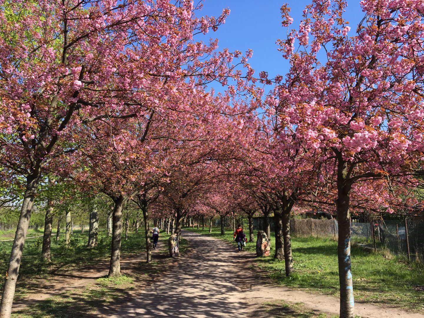 Kirschblütenweg